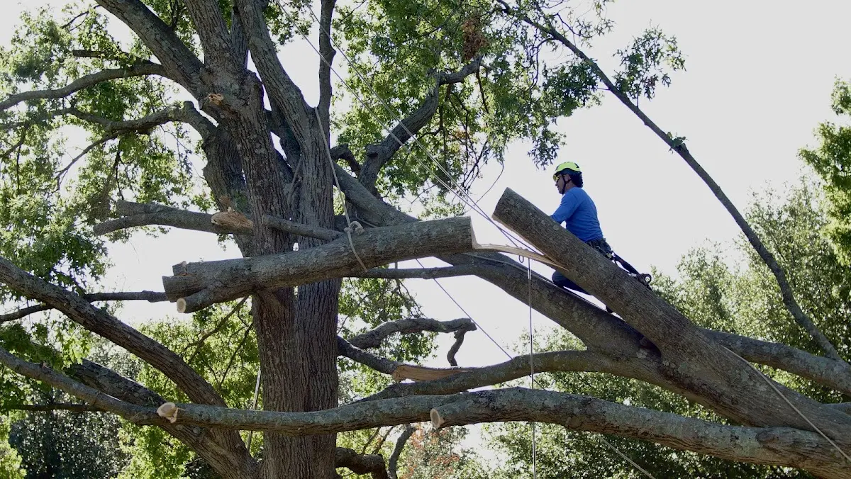 Professional Crown Thinning performed by certified arborists in Wardville