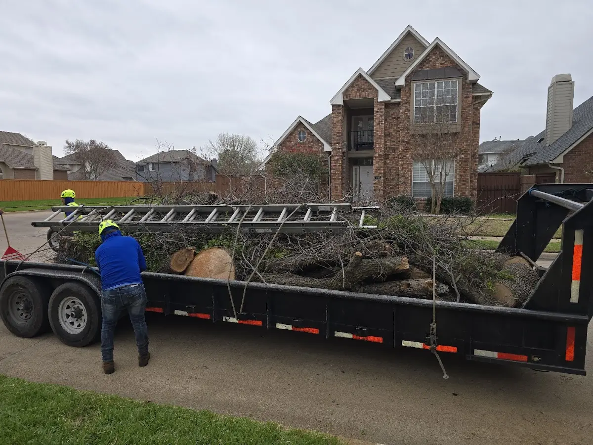 Expert Tree Pest Control with proper safety equipment in Wardville
